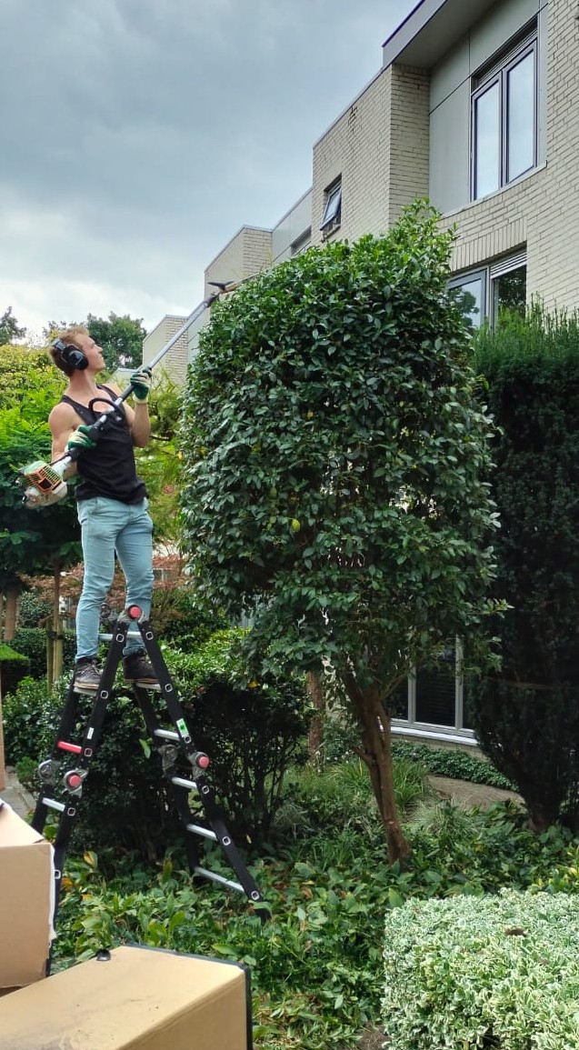 Sylven snoeit een boom vanaf een trapje