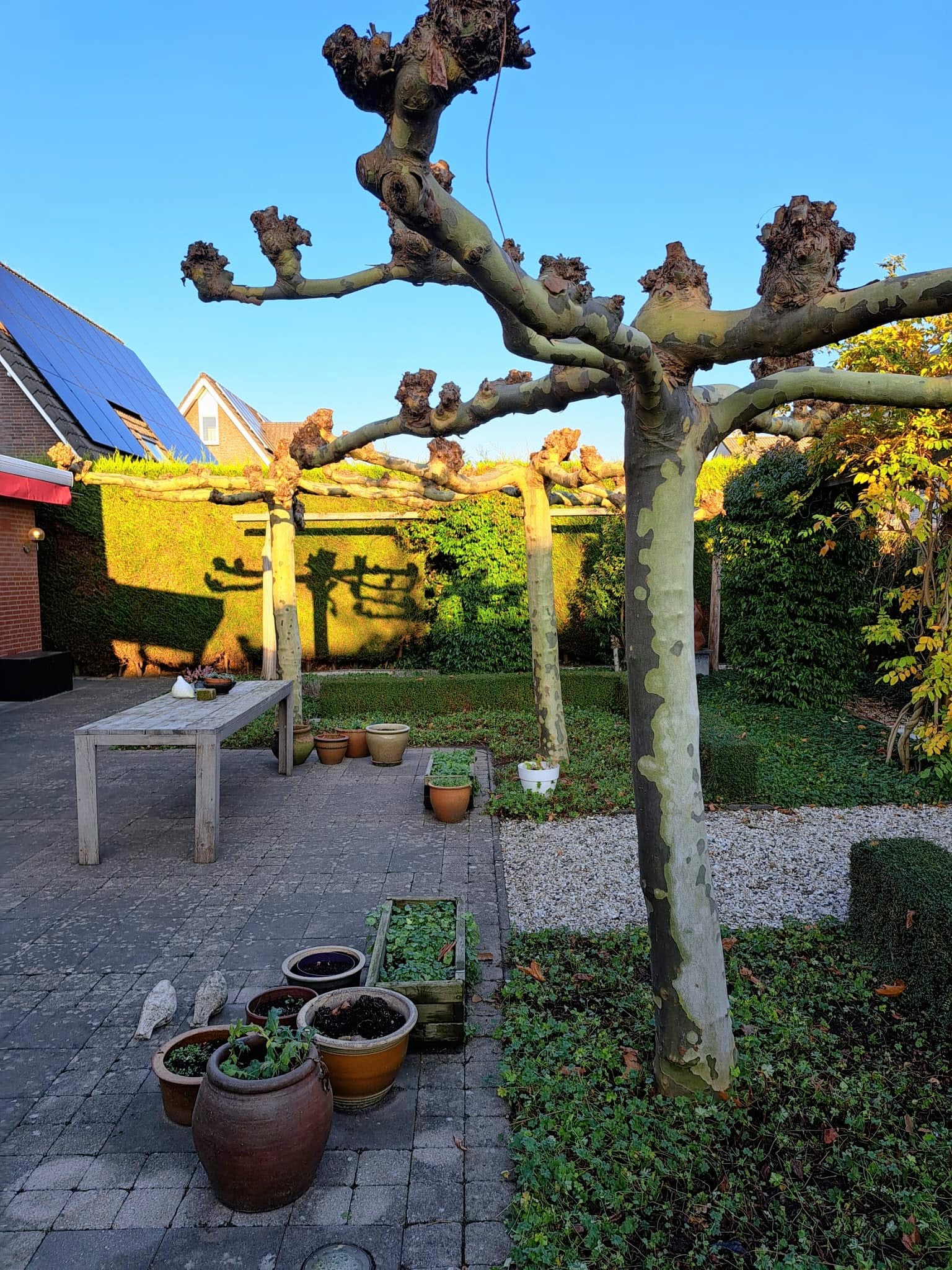 Tuin met gesnoeide leibomen en potten op het terras