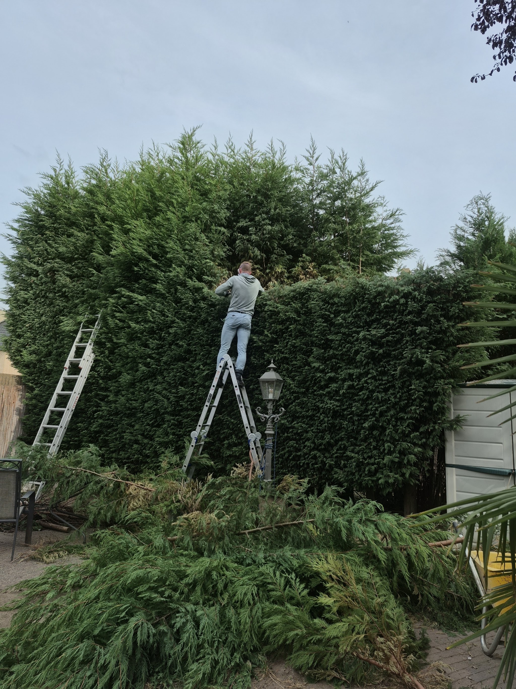 Sylven op een trapje bij een hoge coniferenhaag